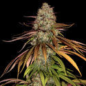 Larry Bird Kush (Zamnesia Seeds) feminizowane