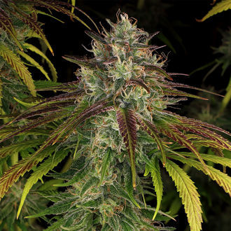 Larry Bird Kush (Zamnesia Seeds) feminizowane