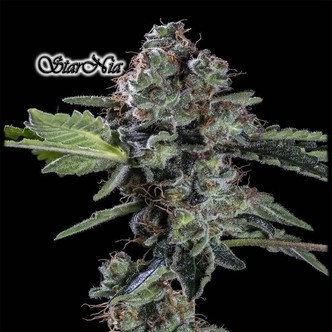 StarNia (GeneSeeds) Feminizowane