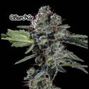 StarNia (GeneSeeds) Feminizowane