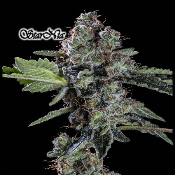 StarNia (GeneSeeds) Feminizowane
