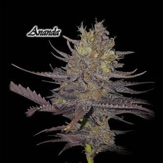 Ananda (GeneSeeds) Feminizowane