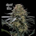 Crystal Tears (GeneSeeds) feminizowane