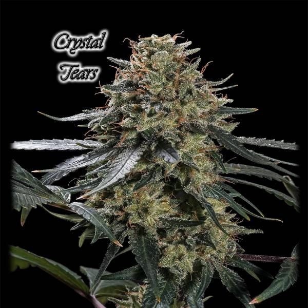 Crystal Tears (GeneSeeds) feminizowane