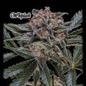Whiplash (GeneSeeds) Feminizowane