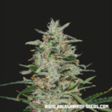White Russian OG (Kalashnikov Seeds) nasiona marihuany feminizowane