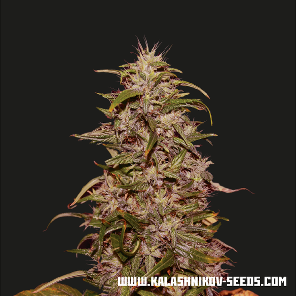 Big Altai Sativa Express (Kalashnikov Seeds) nasiona marihuany feminizowane