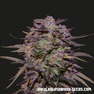 Purple Russian Express (Kalashnikov Seeds) feminizowane