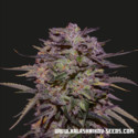 Purple Russian Express (Kalashnikov Seeds) feminizowane