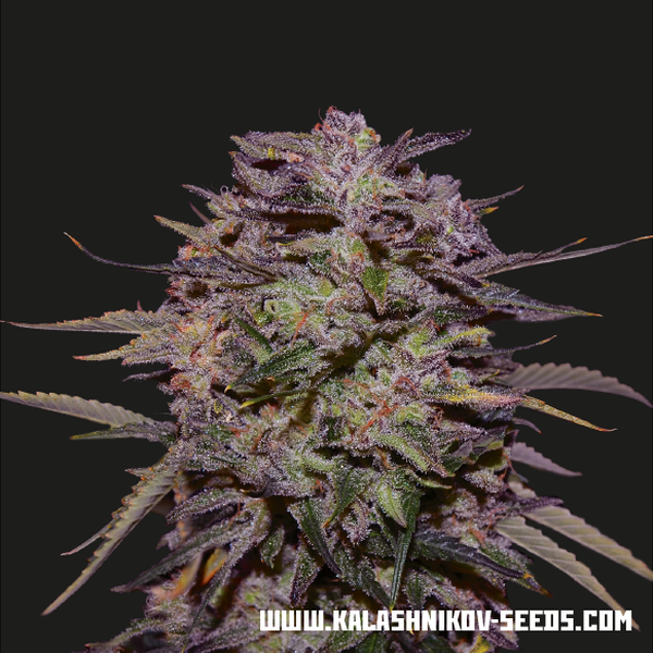 Purple Russian Express (Kalashnikov Seeds) feminizowane