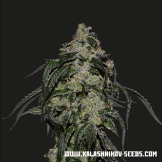 Soyuz OG Express (Kalashnikov Seeds) feminizowane