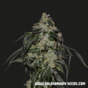 Soyuz OG Express (Kalashnikov Seeds) feminizowane