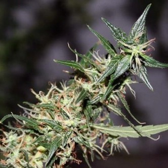 Mango Haze (Mr. Nice) regularne