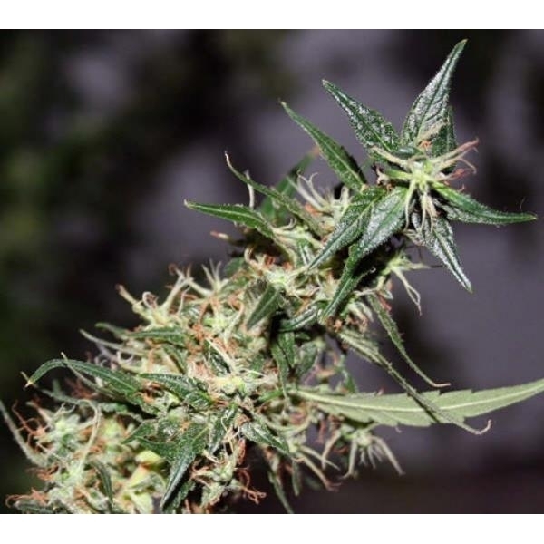 Mango Haze (Mr. Nice) regularne