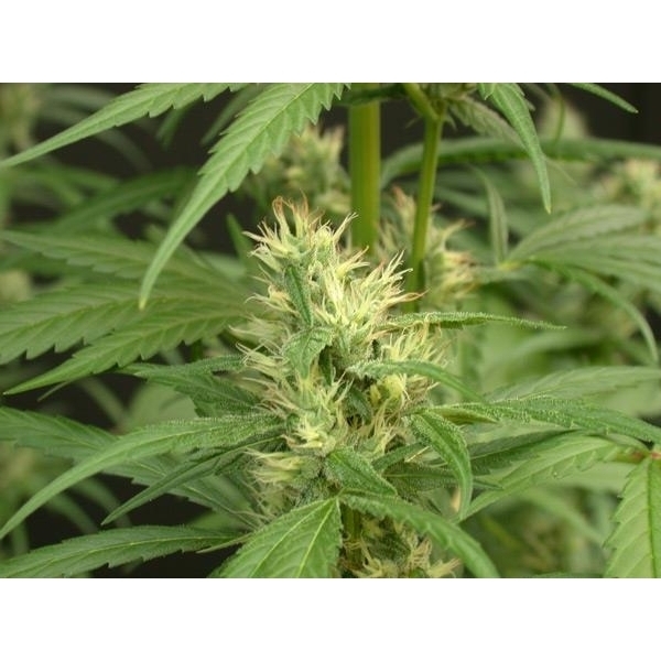 Mango Haze (Mr. Nice) regularne