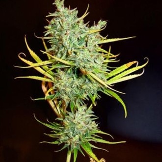 Mango Haze (Mr. Nice) regularne