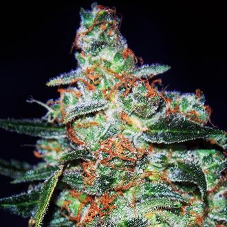 Cheese Automat (Expert Seeds) feminizowane