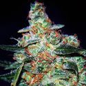 Cheese Automat (Expert Seeds) feminizowane