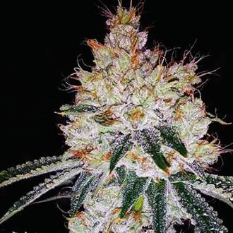 OGesus Automat (Expert Seeds) feminizowane