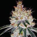 OGesus Automat (Expert Seeds) feminizowane