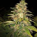 Critical Blue Automat (Expert Seeds) Nasiona marihuany feminizowane