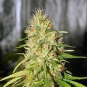 Double Black (G13 Labs) feminizowane