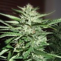 Pineapple Express (G13 Labs) feminizowane