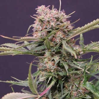 Auto Gigabud (G13 Labs) feminizowane