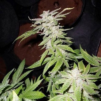 Fromage Blue (Pheno Finder) feminizowane