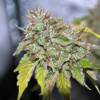 Grandaddy Confidential (Pheno Finder) Feminizowane