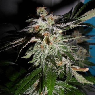 LA Fire (Pheno Finder) feminizowane