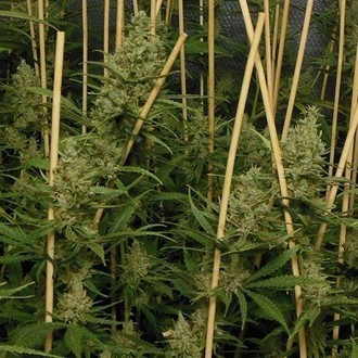 Lemon Bubble (Pheno Finder) feminizowane