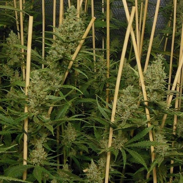 Lemon Bubble (Pheno Finder) feminizowane