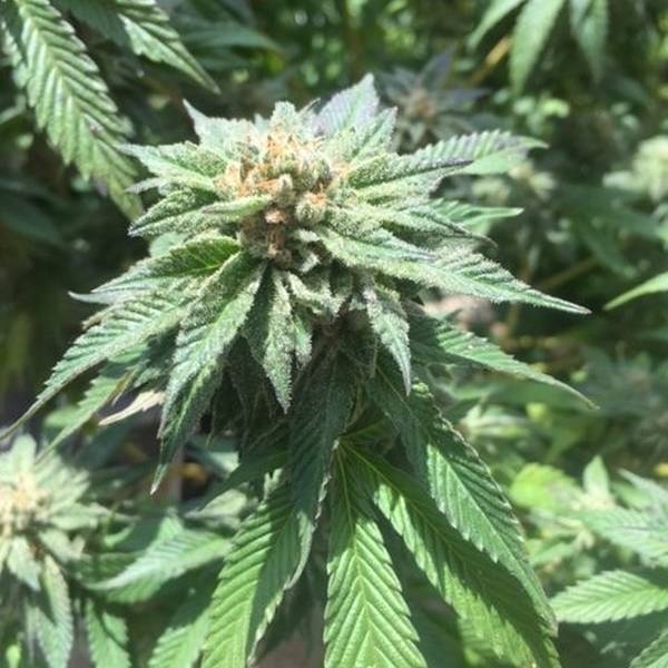 Sour Walker (Pheno Finder) Feminizowane