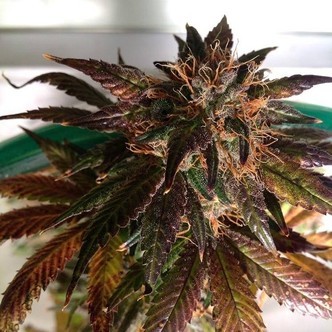 Purple Strawberry Bliss S1 (Pheno Finder) nasiona marihuany feminizowane