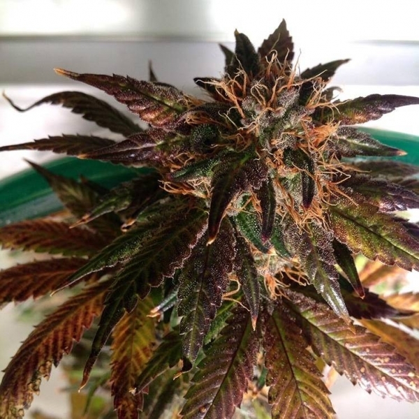 Purple Strawberry Bliss S1 (Pheno Finder) nasiona marihuany feminizowane