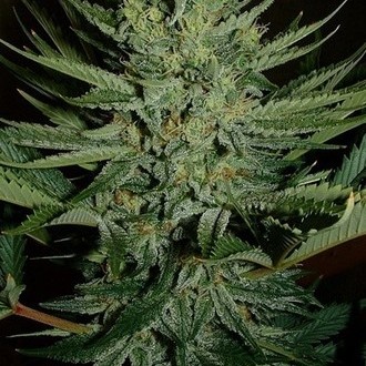 Medicine Man (Mr. Nice) regularne