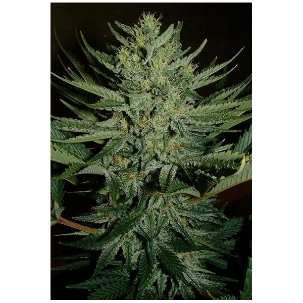 Medicine Man (Mr. Nice) regularne