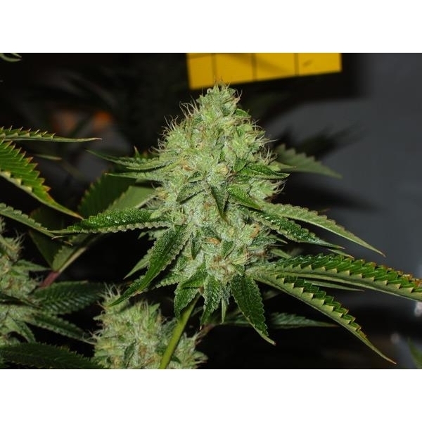 Medicine Man (Mr. Nice) regularne