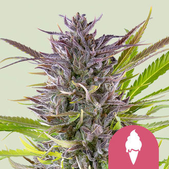 Green Gelato (Royal Queen Seeds) feminizowane