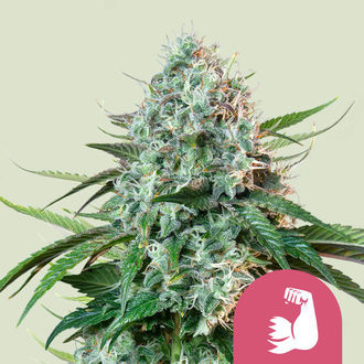 HulkBerry (Royal Queen Seeds) feminizowane