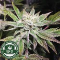Original Glue | GG4S1 (GGStrains) feminizowane