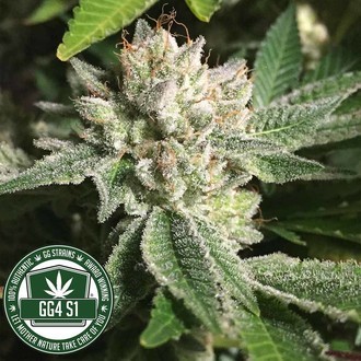 Original Glue | GG4S1 (GGStrains) feminizowane
