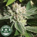 Original Glue | GG4S1 (GGStrains) feminizowane