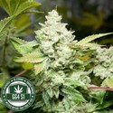 Original Glue | GG4S1 (GGStrains) feminizowane