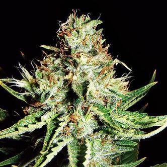 Sweet Cream Automat (Expert Seeds) Nasiona feminizowane