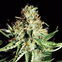 Sweet Cream Automat (Expert Seeds) Nasiona feminizowane