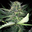 Critical Lights (Expert Seeds) feminizowane