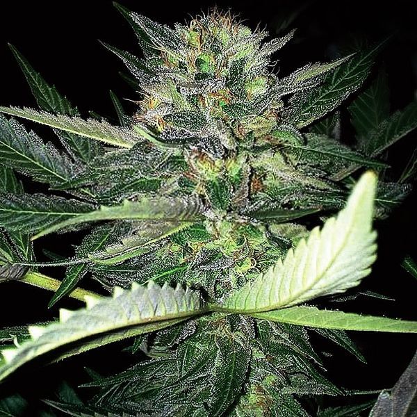 Critical Lights (Expert Seeds) feminizowane