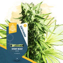 Sticky Beast (Zamnesia Seeds) feminizowane